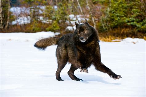 Black Wolf in Snow Facts And Photos | All Wildlife Photographs