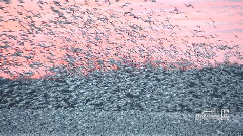 Snow Goose Migration | wnep.com