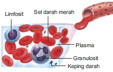 Fungsi Darah | SERABI