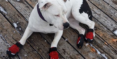 What Are Dog Booties? (with pictures)