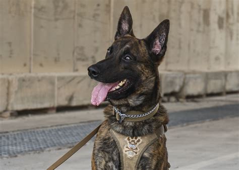 Military Working Dogs, Handlers stick together