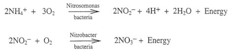 Nitrification