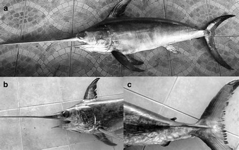 Xiphias gladius, 1756 mm total length collected from Sea of Oman. a... | Download Scientific Diagram