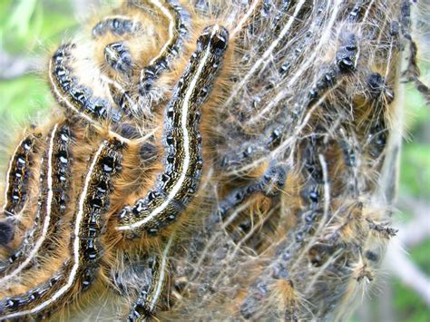 Tent Caterpillars