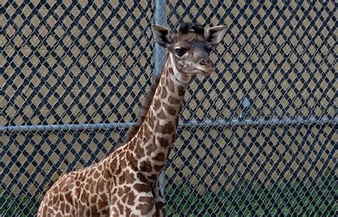 Zoo welcomes new baby giraffe - Sunny 95