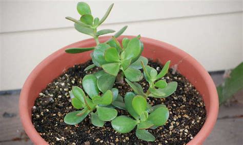 Jade Plant Propagation To Make Money Plants - Epic Gardening