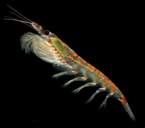 Krill – Australian Antarctic Program