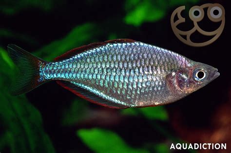 Dwarf Neon Rainbowfish - Melanotaenia praecox Fish Profile & Care Guide