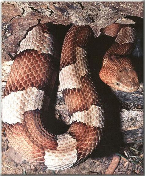 planetanimalzone: Copperhead Snake Habitat and Reproduction