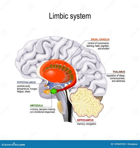 Limbic System Parts Anatomy Human Brain Cross Section Explanations | SexiezPicz Web Porn