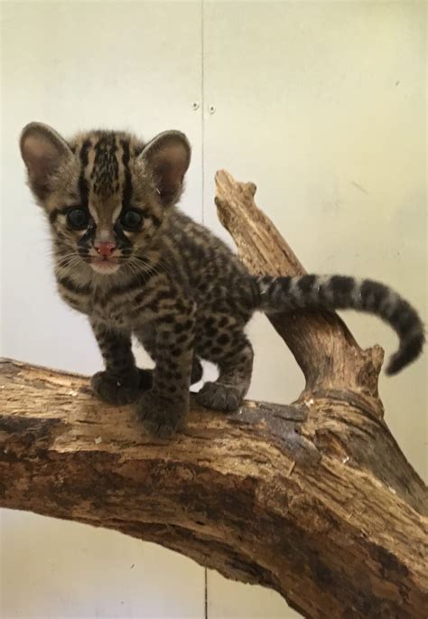 Margay kitten ventures out! | The Exeter Daily