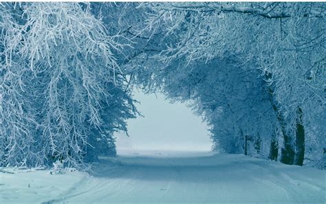 Wallpaper : trees, nature, snow, ice, frost, Freezing, tree, weather ...