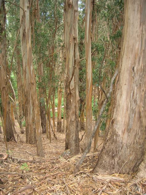 File:Starr 050818-4121 Eucalyptus globulus.jpg - Wikipedia, the free encyclopedia