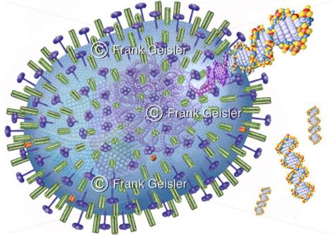 H5N1 Virus mit DNA, Mutation Influenza-A Virus – Medical Pictures