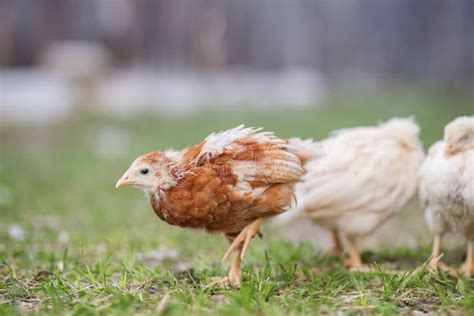 Guinea fowl chicks stock image. Image of farm, beak, animals - 68370595