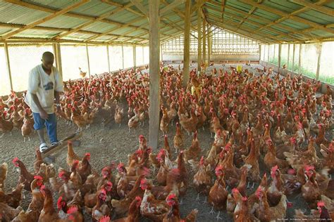How to Start Lucrative Poultry Farming in Nigeria – Wealth Result