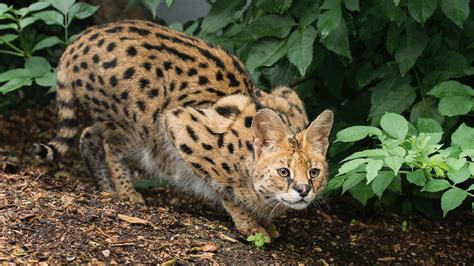 Leopard cat cub appears in N China - CGTN