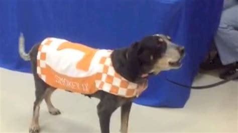 JUST ASK SMOKEY - UT VOLS SEASON - 2013 - YouTube