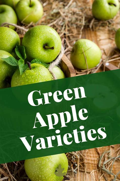 Green Apples: 30 Varieties With Green Peels | Home for the Harvest