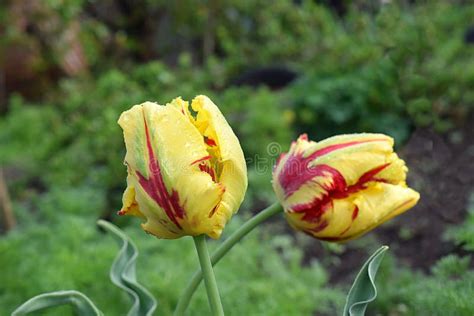 Yellow Tulips with Red Stripes in the Garden Stock Image - Image of ...