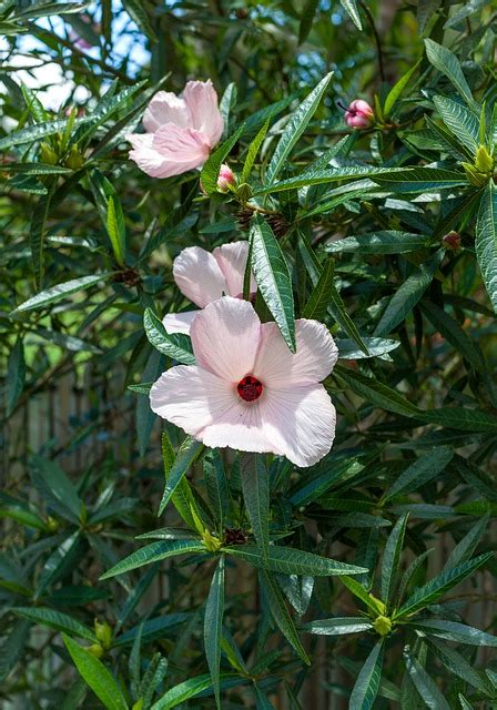 Flowers Hibiscus China Rose - Free photo on Pixabay