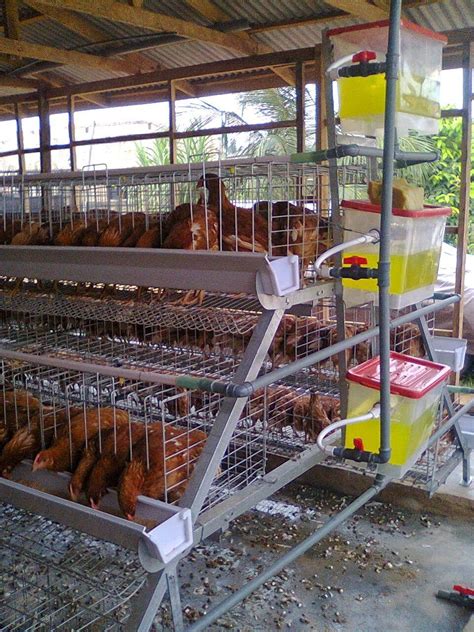 Poultry Pen House Design Layout In Nigeria | Poultry farm design, Poultry farm, Poultry house