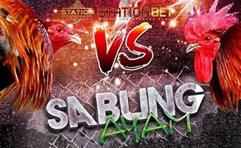 Ayam Filipina Sabung Ayam Online Adu Ayam Jago | Stationbet