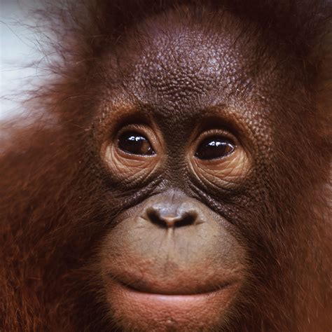 Orang-oetan | WWF | Ernstig bedreigd door de mens