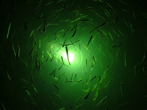 How Do Fish Lights Work? - Underwater Fish Light