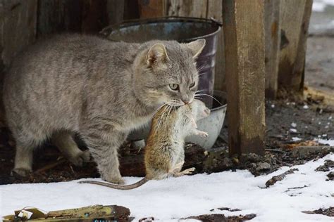 Cats or rats? Rats win in NY hands down