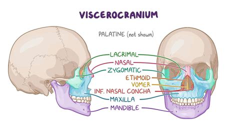 Bones of the cranium: Video, Anatomy & Definition | Osmosis