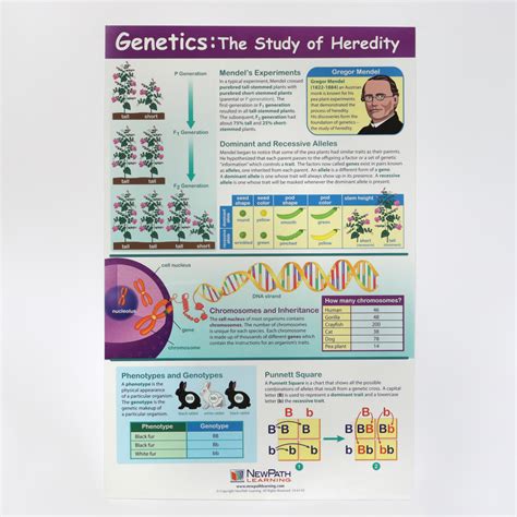 Genetics of Heredity Poster | Carolina Biological Supply