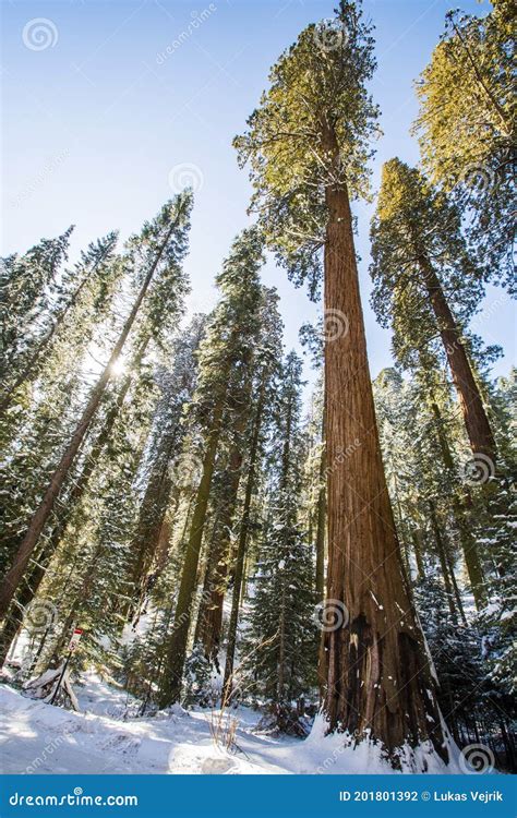 Sequoia Tree in Sequoia National Park during Winter, California Stock Photo - Image of grove ...