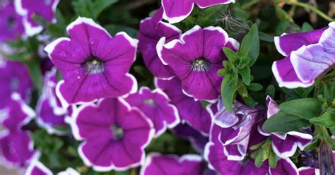 Wave Petunia Care: Tips On Caring For Wave Petunias