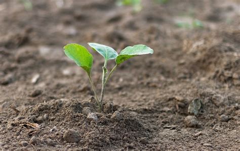 Growing Eggplants from Seed is Easy as Pie