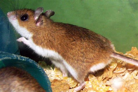 Deer Mice | Bellingham Pest Control | Exterminator | Pacific Pest Washington