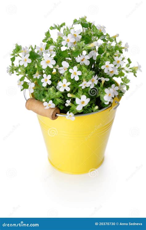 White Flowers in Yellow Bucket Stock Photo - Image of container ...