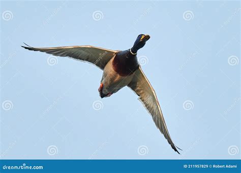 Mallard Duck Bird in Fast Flight. Stock Image - Image of ducks, anas ...