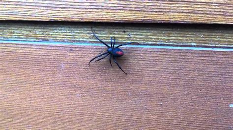 Redback spider in Melbourne Australia - YouTube