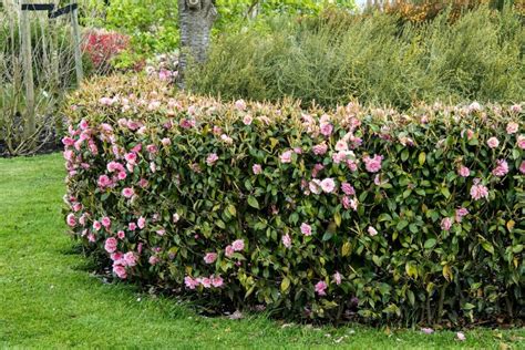 Growing a Camellia Hedge: Which Varieties to Choose for Privacy and ...