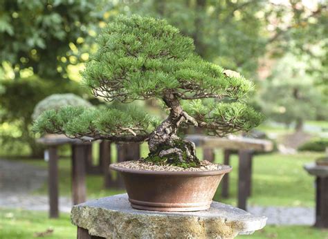 Top Pine Bonsai Tree Acnh in 2023 Check it out now | earthysai