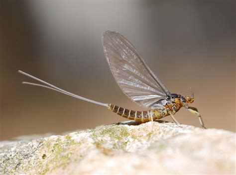 BAETIS: SPRING'S FIRST MAYFLY in 2021 | Fly fishing, Mayfly, Blue winged olive