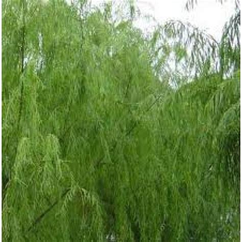 White Willow Bark S.E 25percent