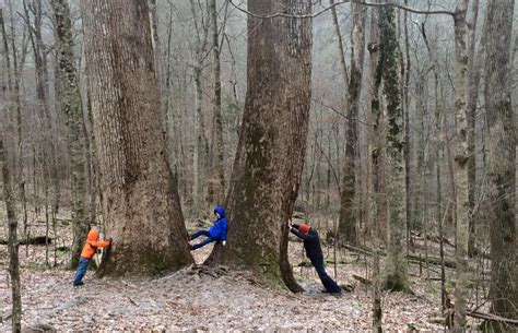 Joyce Kilmer Memorial Forest