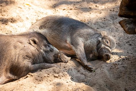 Visayan Warty Pig – Zoo Berlin