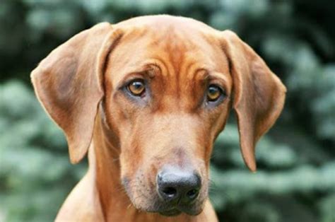 Rhodesian Ridgeback: Personality and Temperament - PetTime