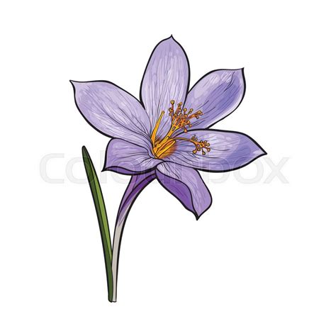 Crocus Drawing at GetDrawings | Free download