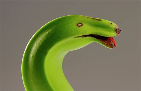 Banana Green Snake Photograph by Cacio Murilo De Vasconcelos | Fine Art ...