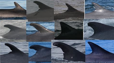 Fin Whale Photo-Identification Catalogue | Irish Whale and Dolphin Group