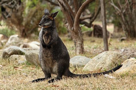 HD wallpaper: Animal, Wallaby, Swamp Wallaby | Wallpaper Flare